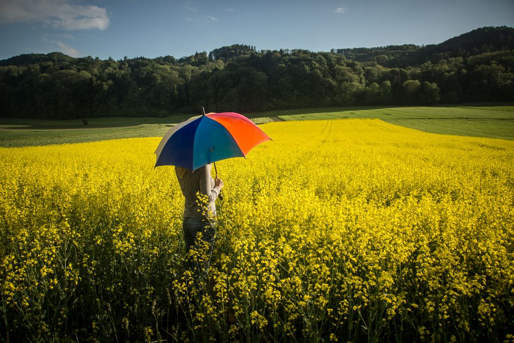 Canola Fields Forever