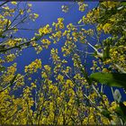 Canola Sky