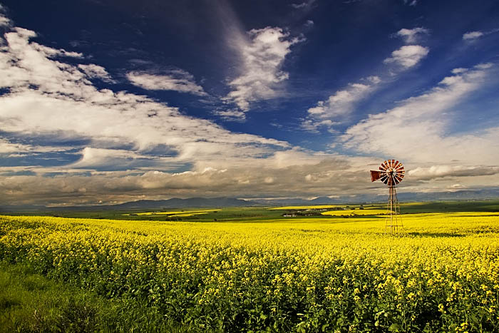 Canola Splendour