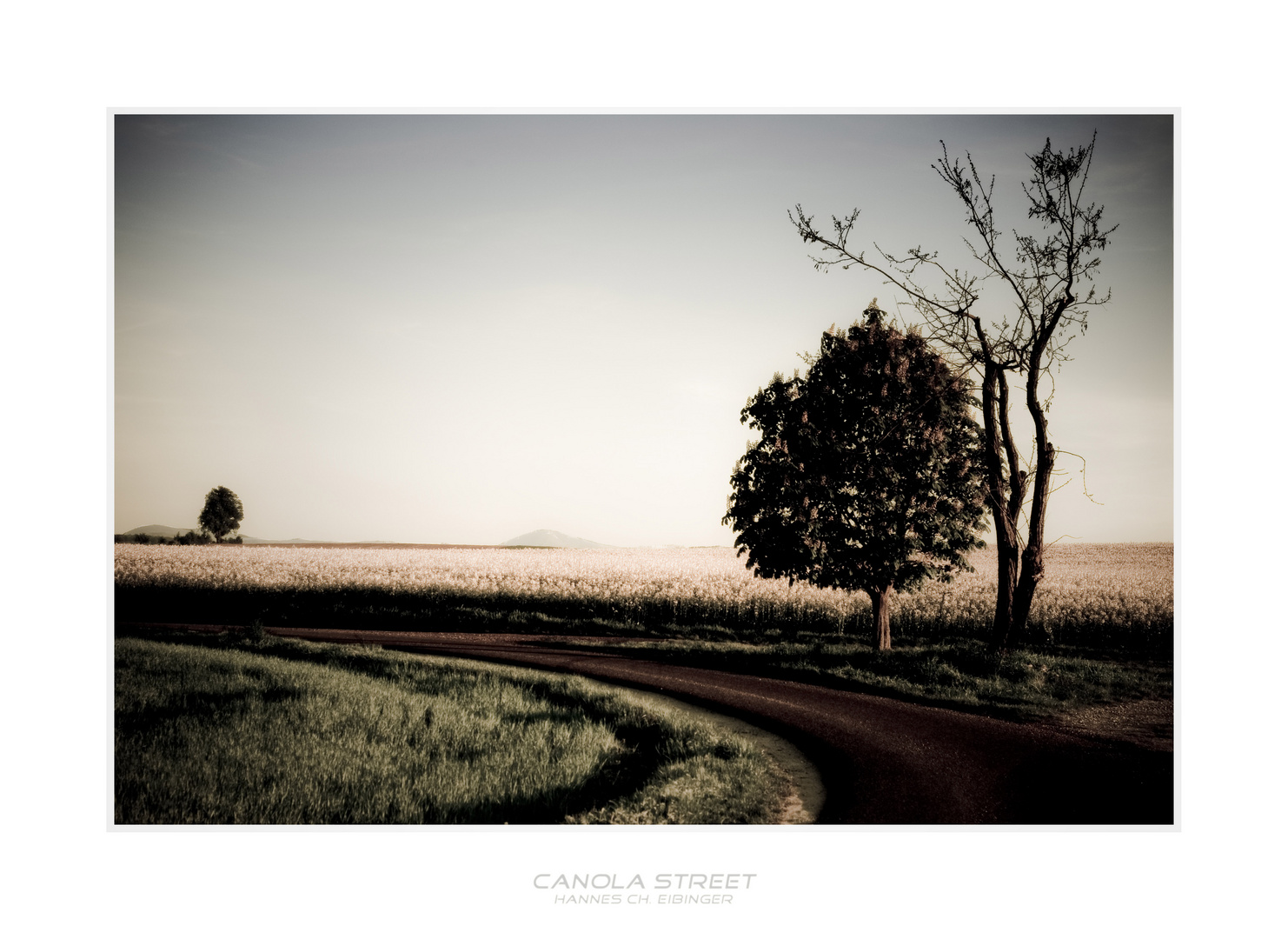 canola street