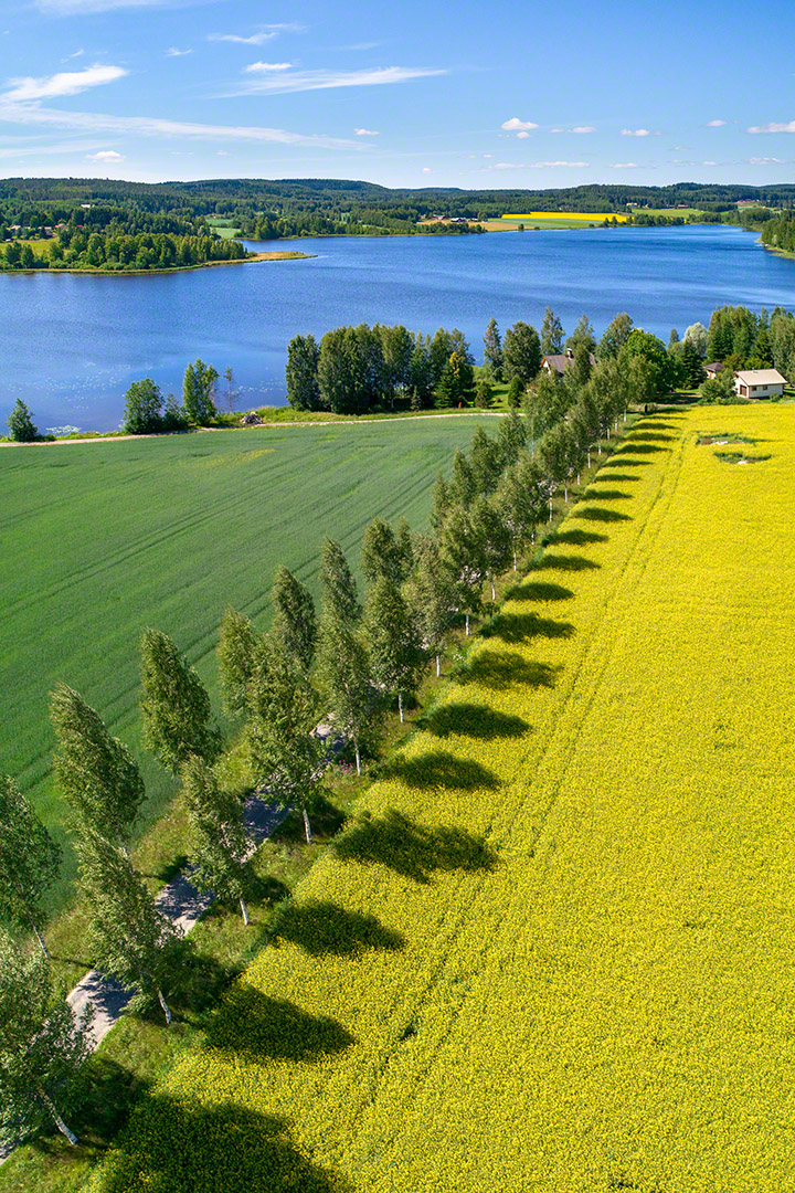 Canola summer / Rapssommer