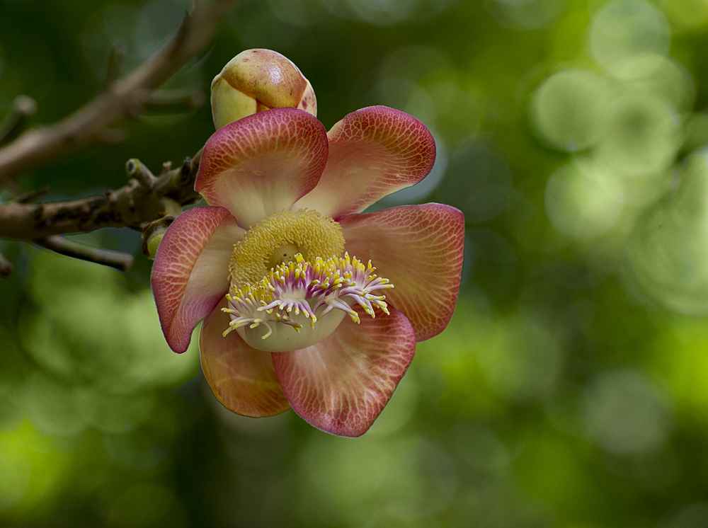 Canon Ball Flower