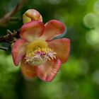 Canon Ball Flower