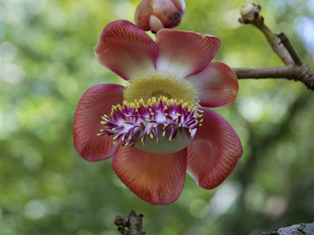 Canon-Ball-Flower