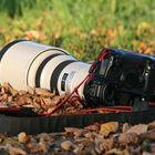 Canon Eos in Herbstfeeling...