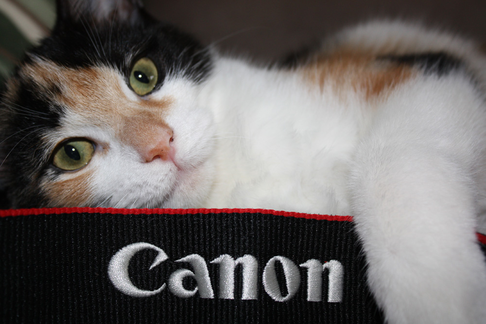 Canon Kitty