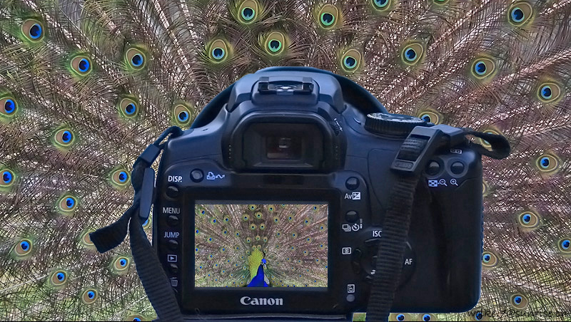 Canon Pfau