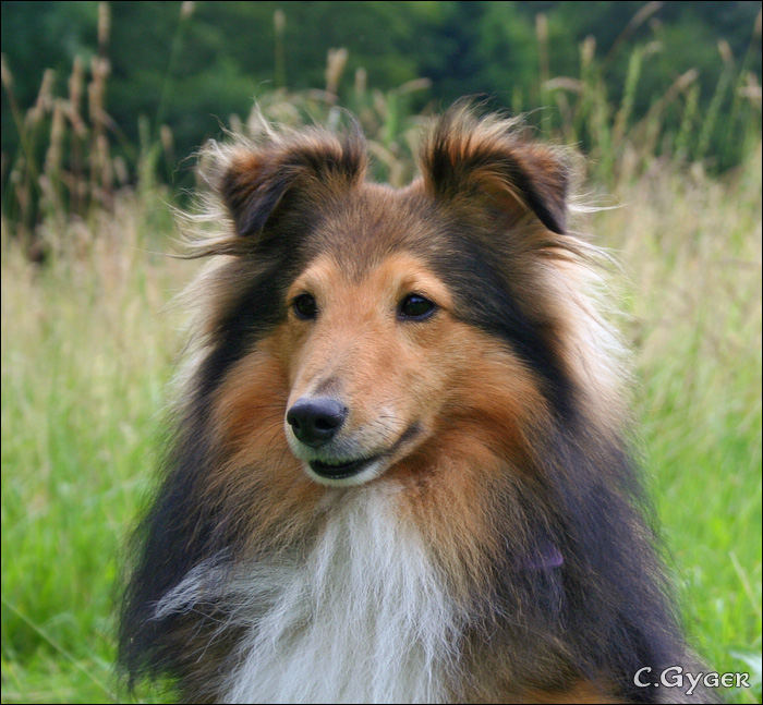 Canon-Sheltie