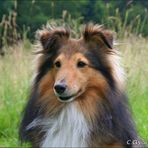 Canon-Sheltie