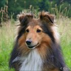 Canon-Sheltie