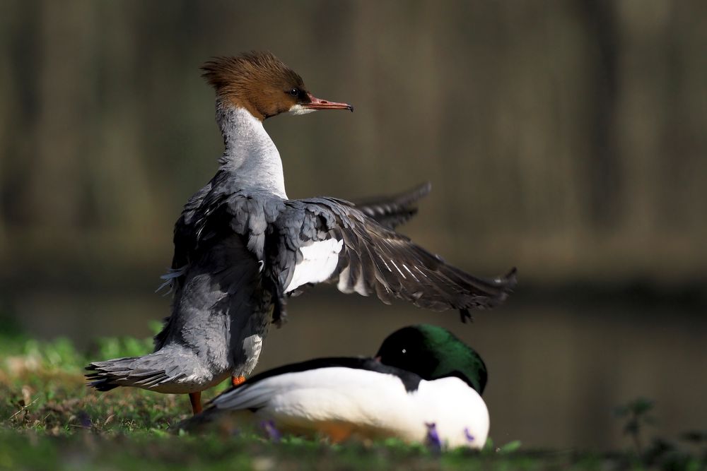 CANON vs. OLYMPUS Foto & Bild natur, tiere, vögel Bilder auf