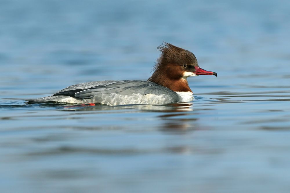 CANON vs. OLYMPUS Foto & Bild natur, tiere, vögel Bilder auf