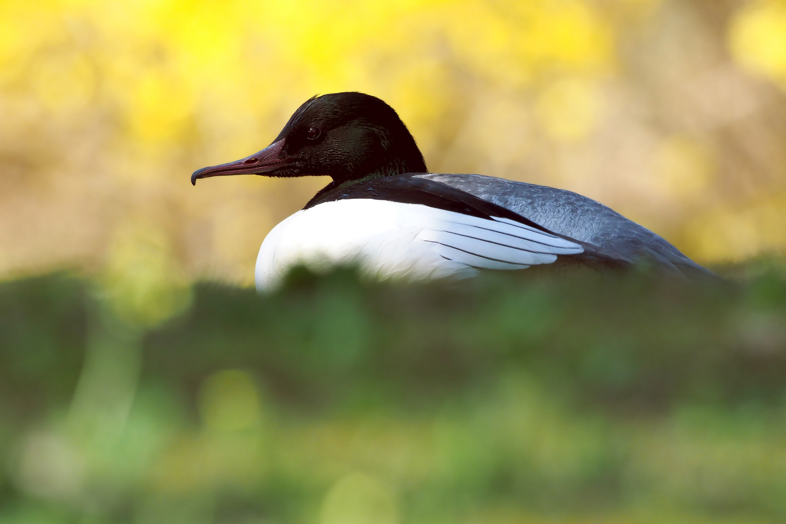 CANON vs. OLYMPUS Foto & Bild natur, tiere, vögel Bilder auf