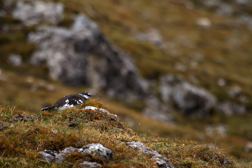 Canon Wildlife Alpenschneehuhn