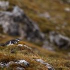 Canon Wildlife Alpenschneehuhn