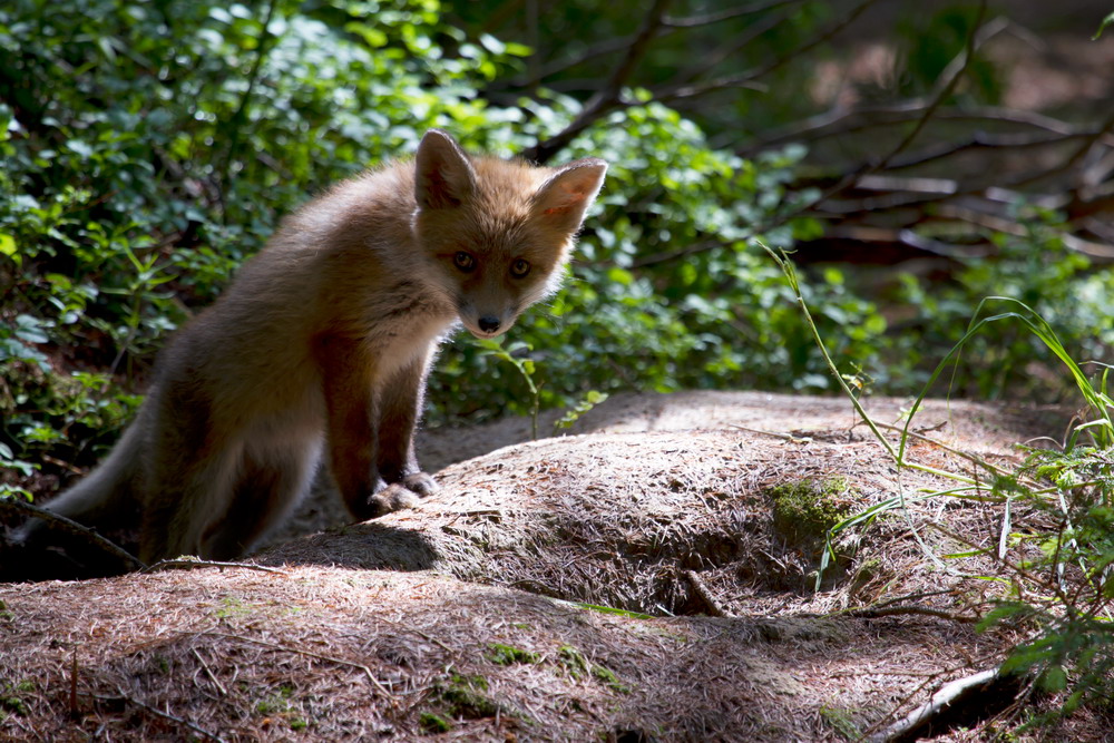 Canon Wildlife Fuchs _ Volpe _ Fox