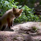 Canon Wildlife Fuchs _ Volpe _ Fox