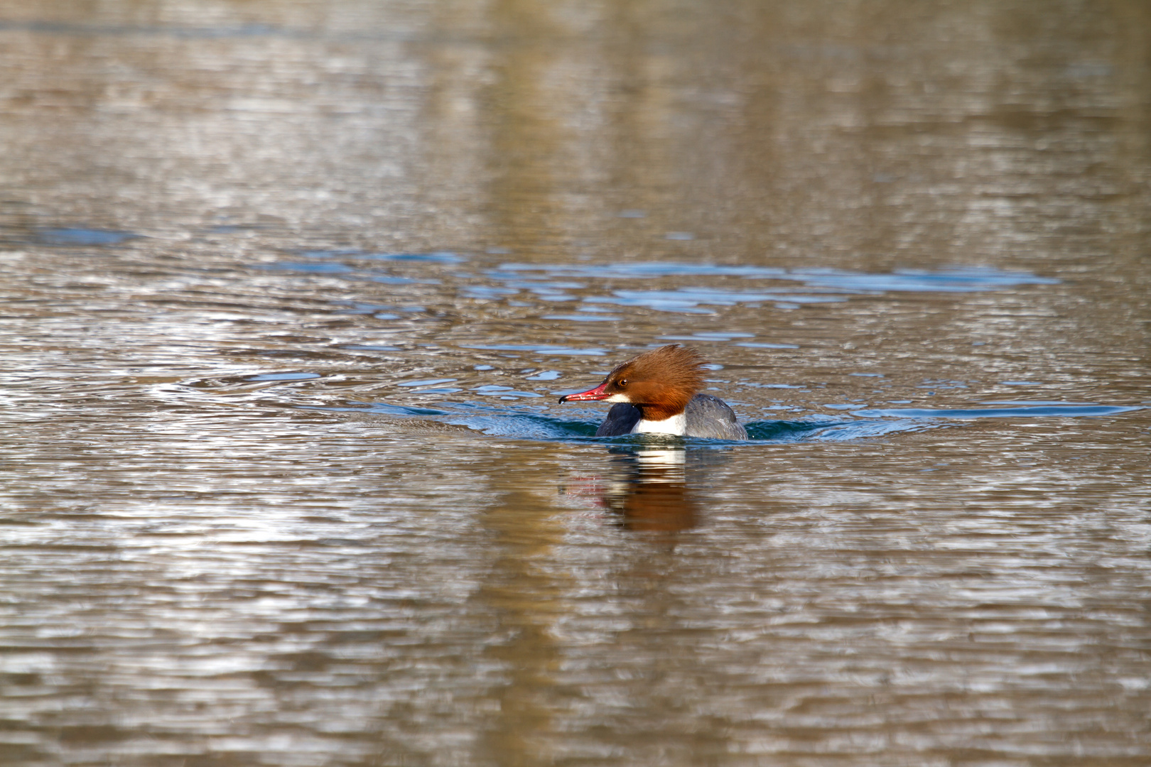 Canon Wildlife Gänsesäger