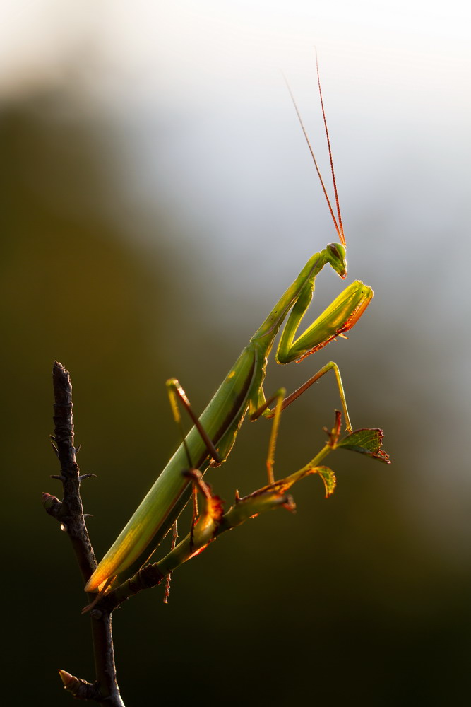 Canon Wildlife "Gottesanbeterin"