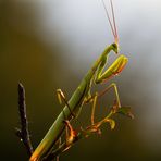 Canon Wildlife "Gottesanbeterin"