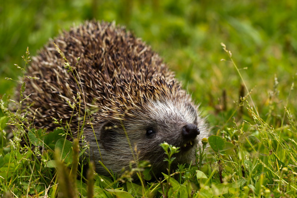 Canon Wildlife Igel im Garten Foto & Bild tiere, wildlife, säugetiere