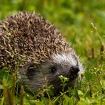 Canon Wildlife Igel im Garten