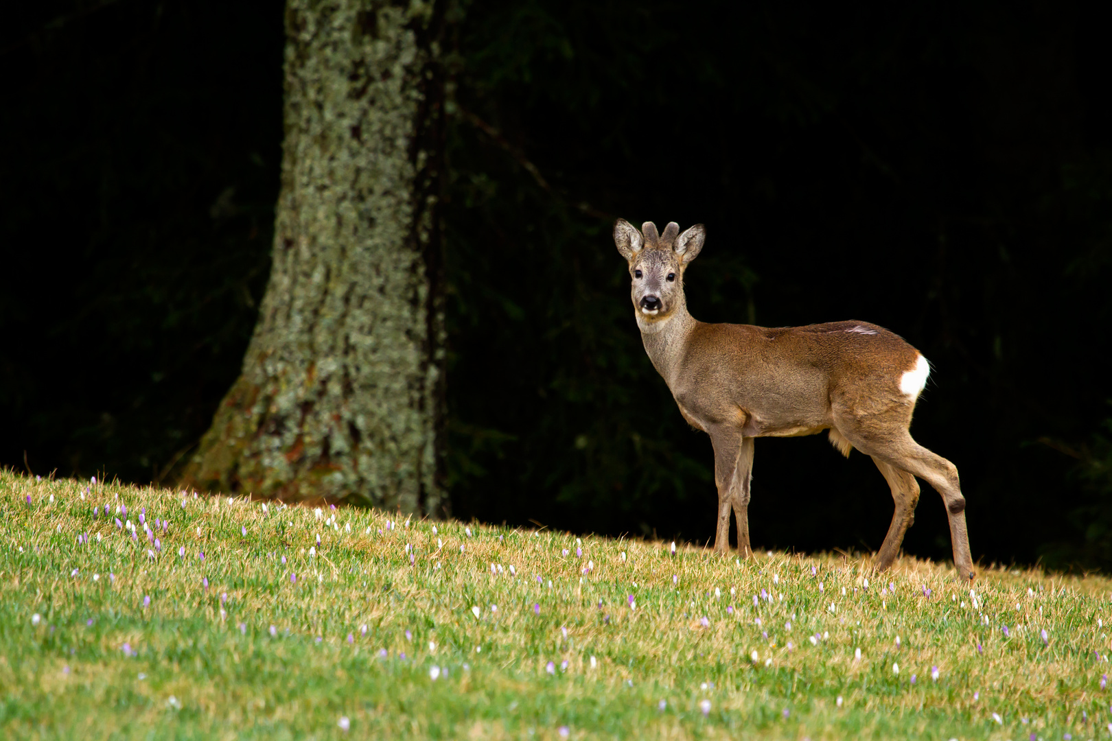 Canon Wildlife Jährlingsbock