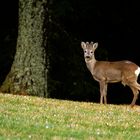 Canon Wildlife Jährlingsbock