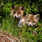 Canon Wildlife Jungfüchse beim Sonnenbad