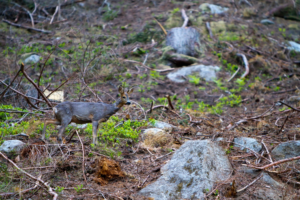 Canon Wildlife Noch im Winterkleid...