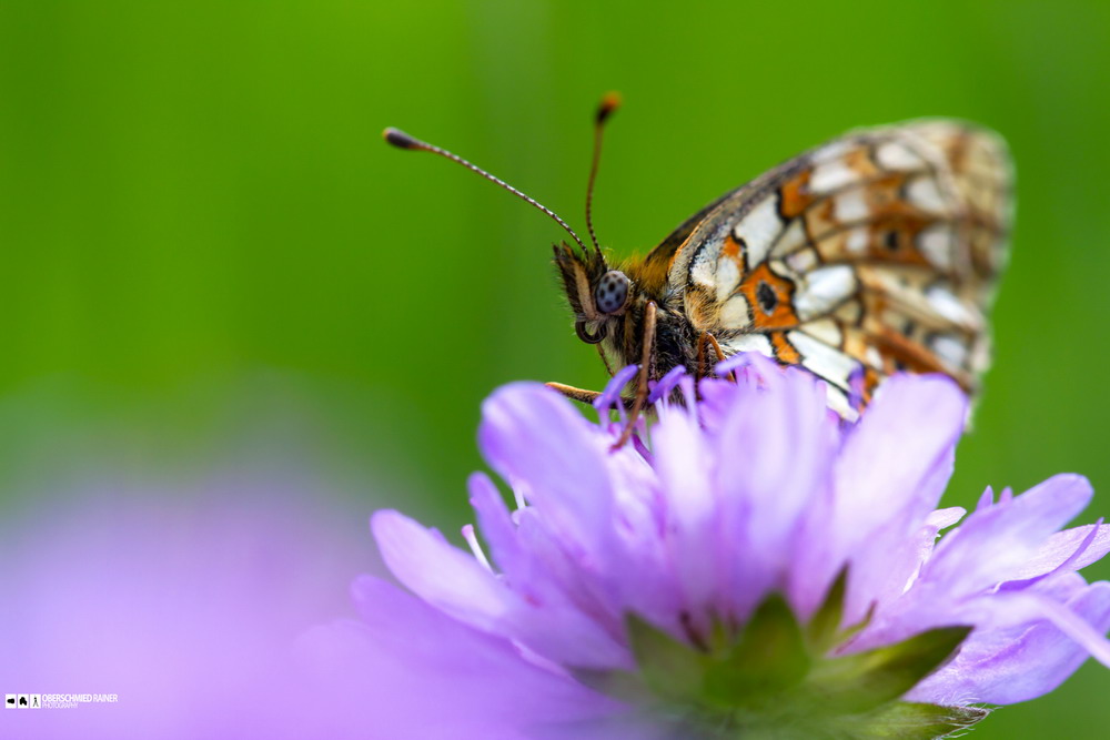 Canon Wildlife ...ruhe...