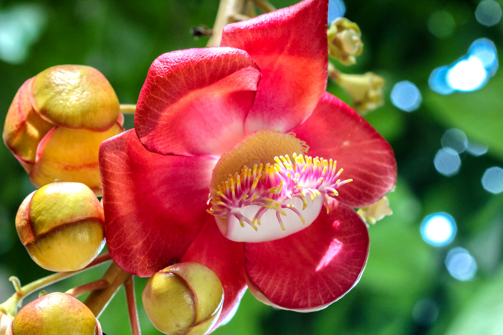 Canonball tree flower