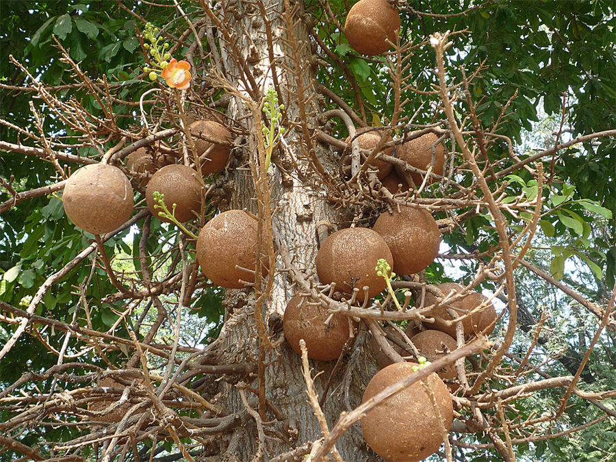 Canonballtree - Couroupita guianensis - (für Sanuk)