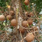 Canonballtree - Couroupita guianensis - (für Sanuk)