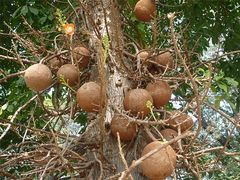 Canonballtree - Couroupita guianensis - (für Sanuk)