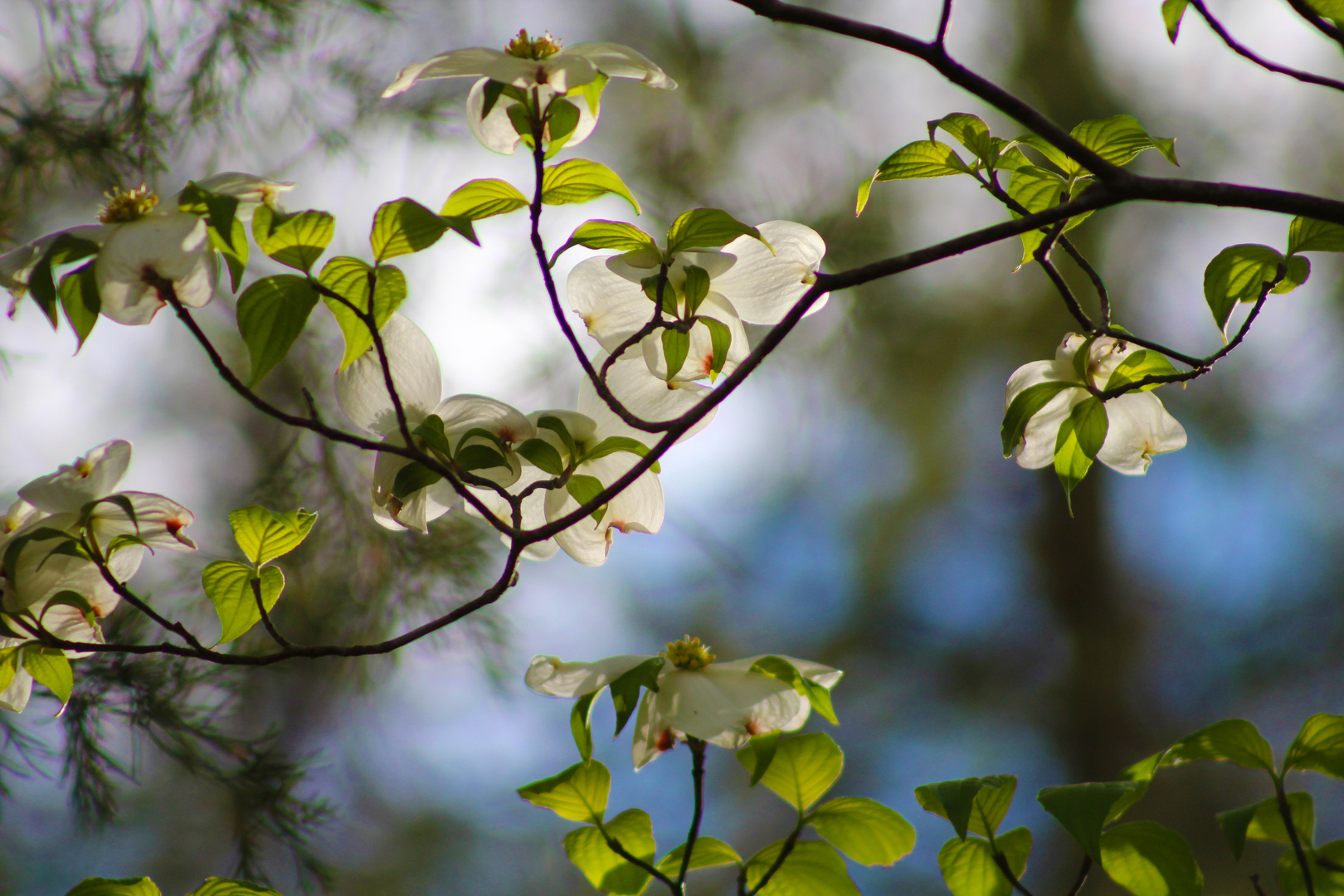 Canopy !