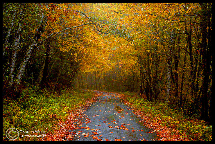 Canopy of Color