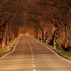 Canopy of trees