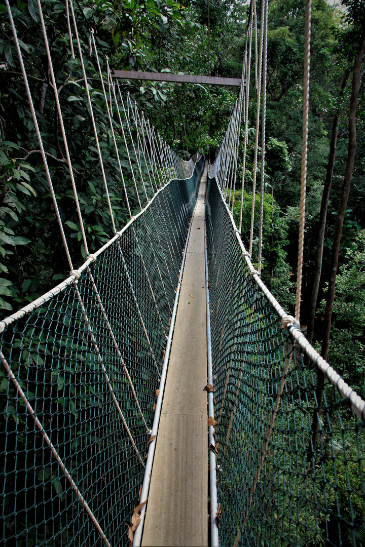 Canopy to the Jungle Camp