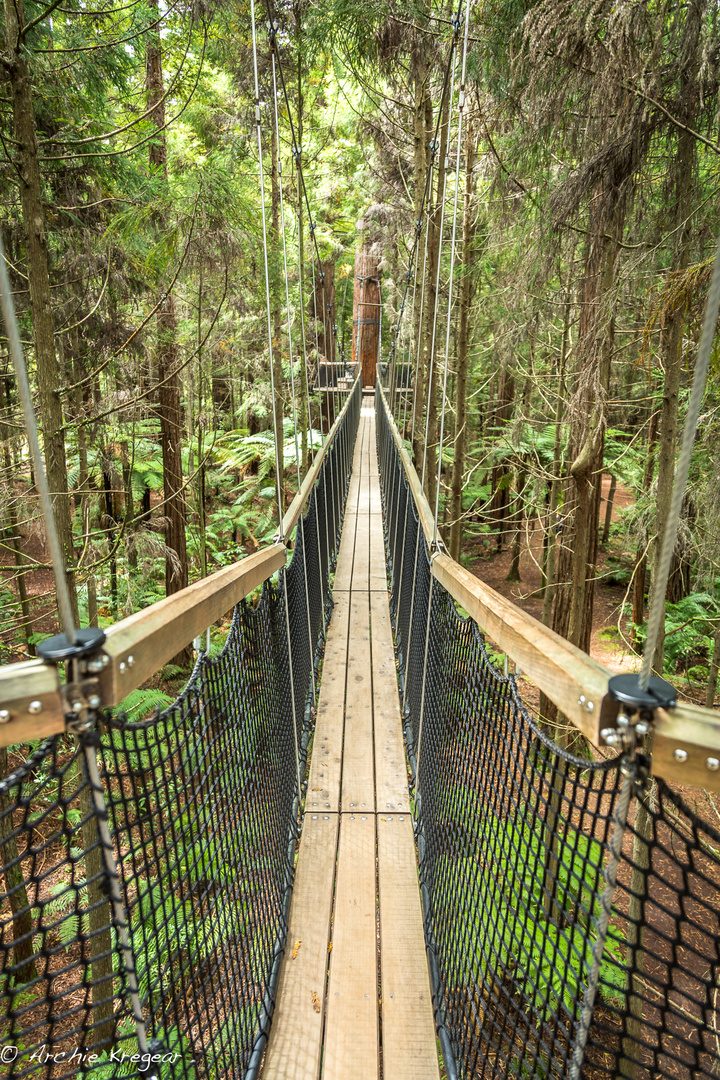 Canopy walk