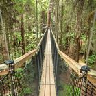 Canopy walk