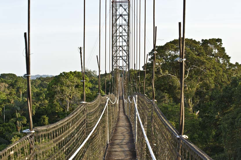 Canopy Walk