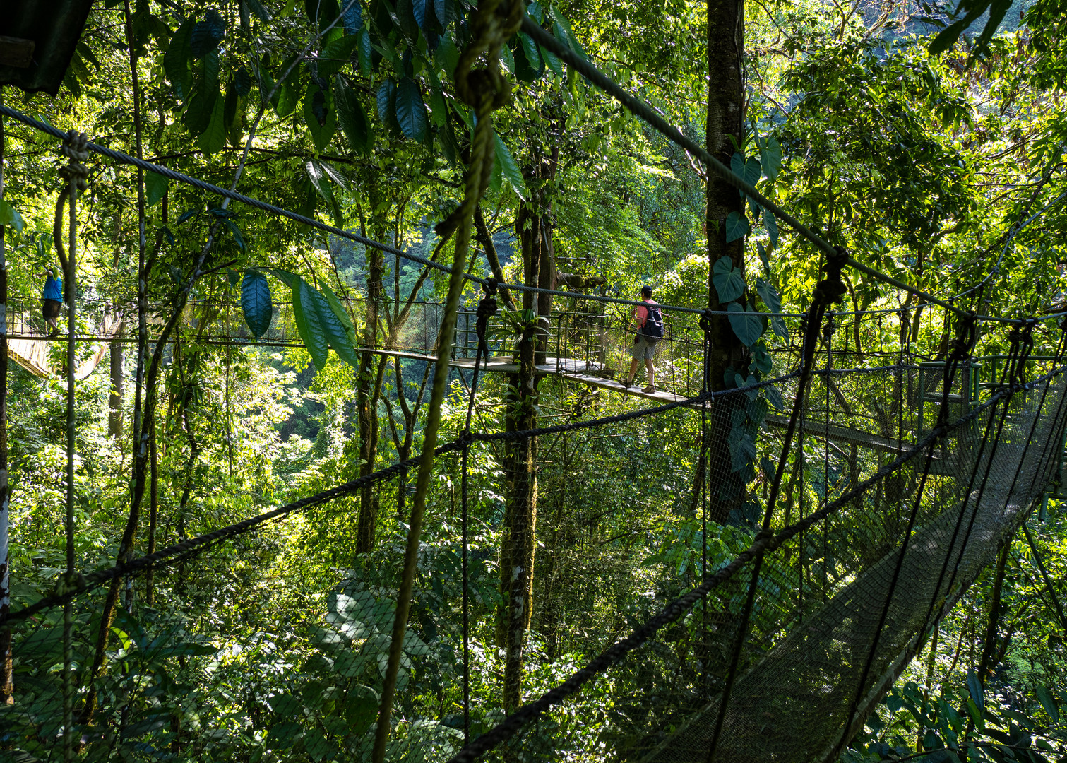 Canopy Walk