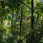 Canopy Walk