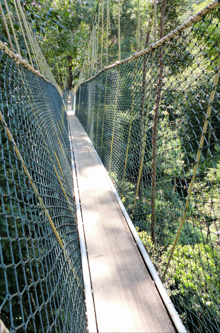 Canopy Walk in Taman Negara