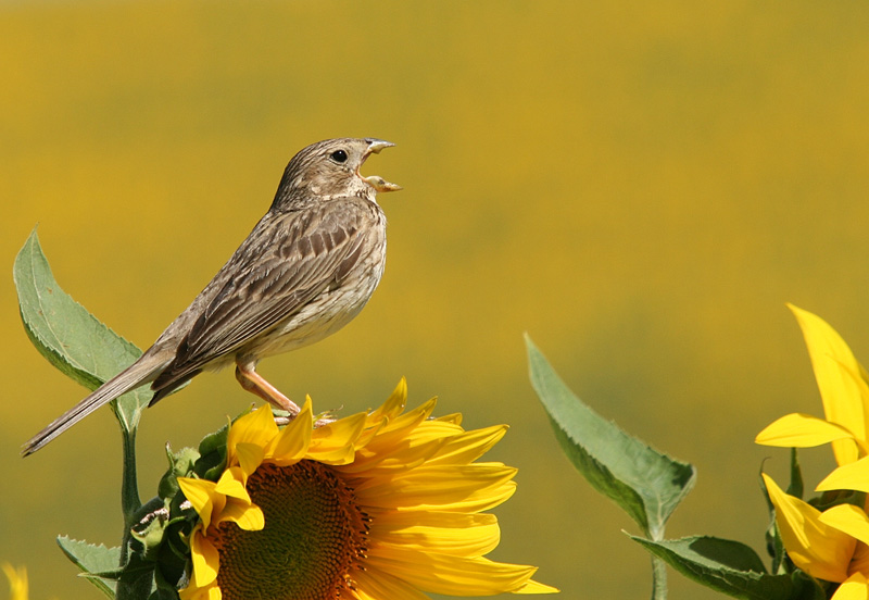 Cantando al sol