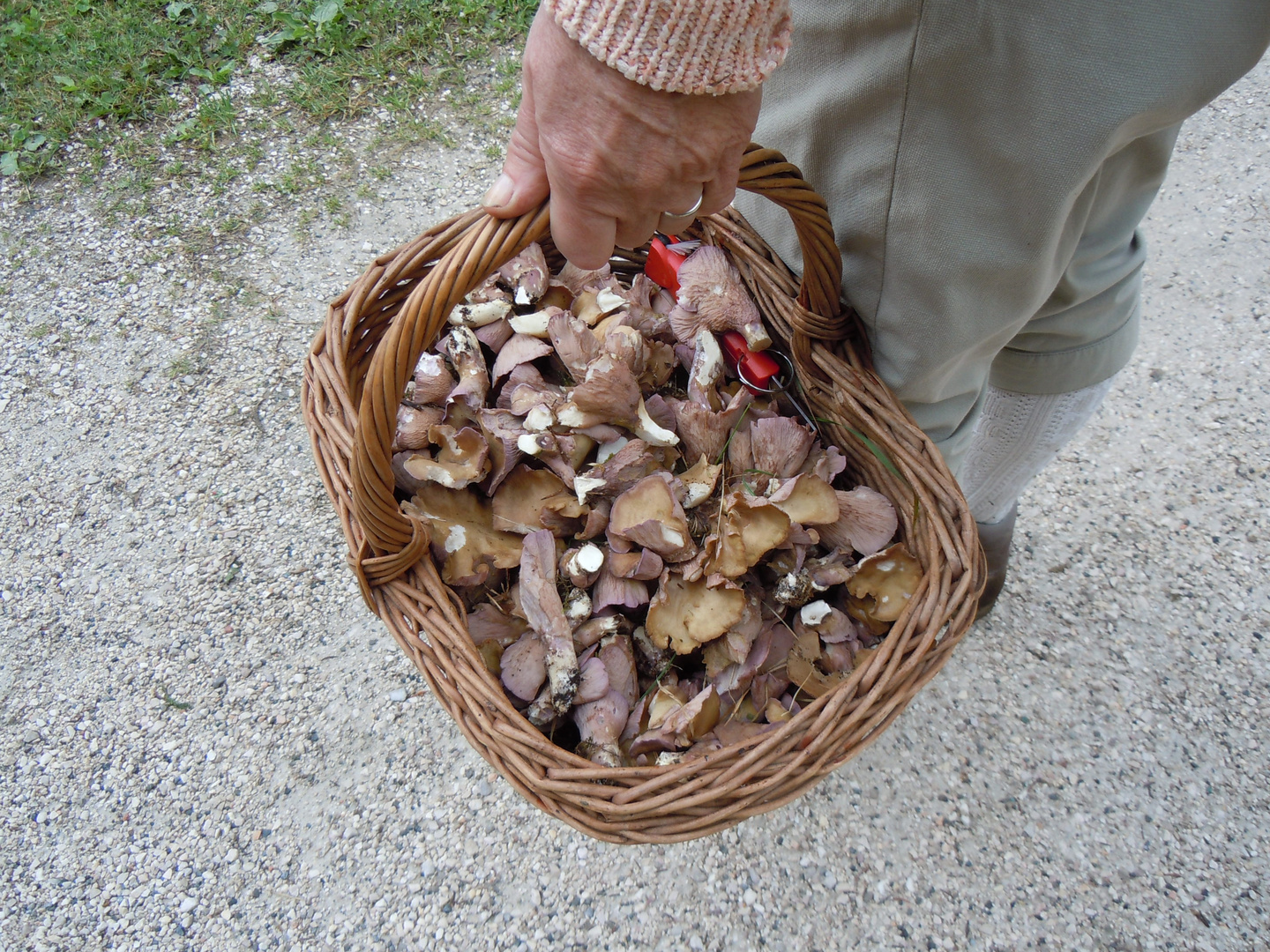 Cantarellus clavatus