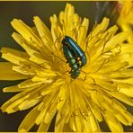 Cantaride officinale (Lytta vesicatoria Linnaeus, 1758)