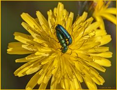 Cantaride officinale (Lytta vesicatoria Linnaeus, 1758)