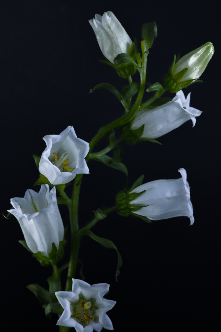 Canterbury Bells